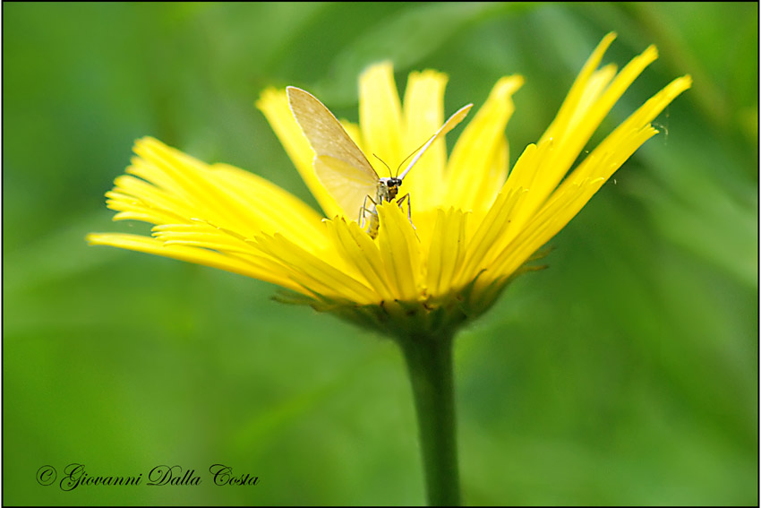 piccola farfalla n�2